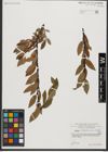 Foto von Salix waldsteiniana Willd.